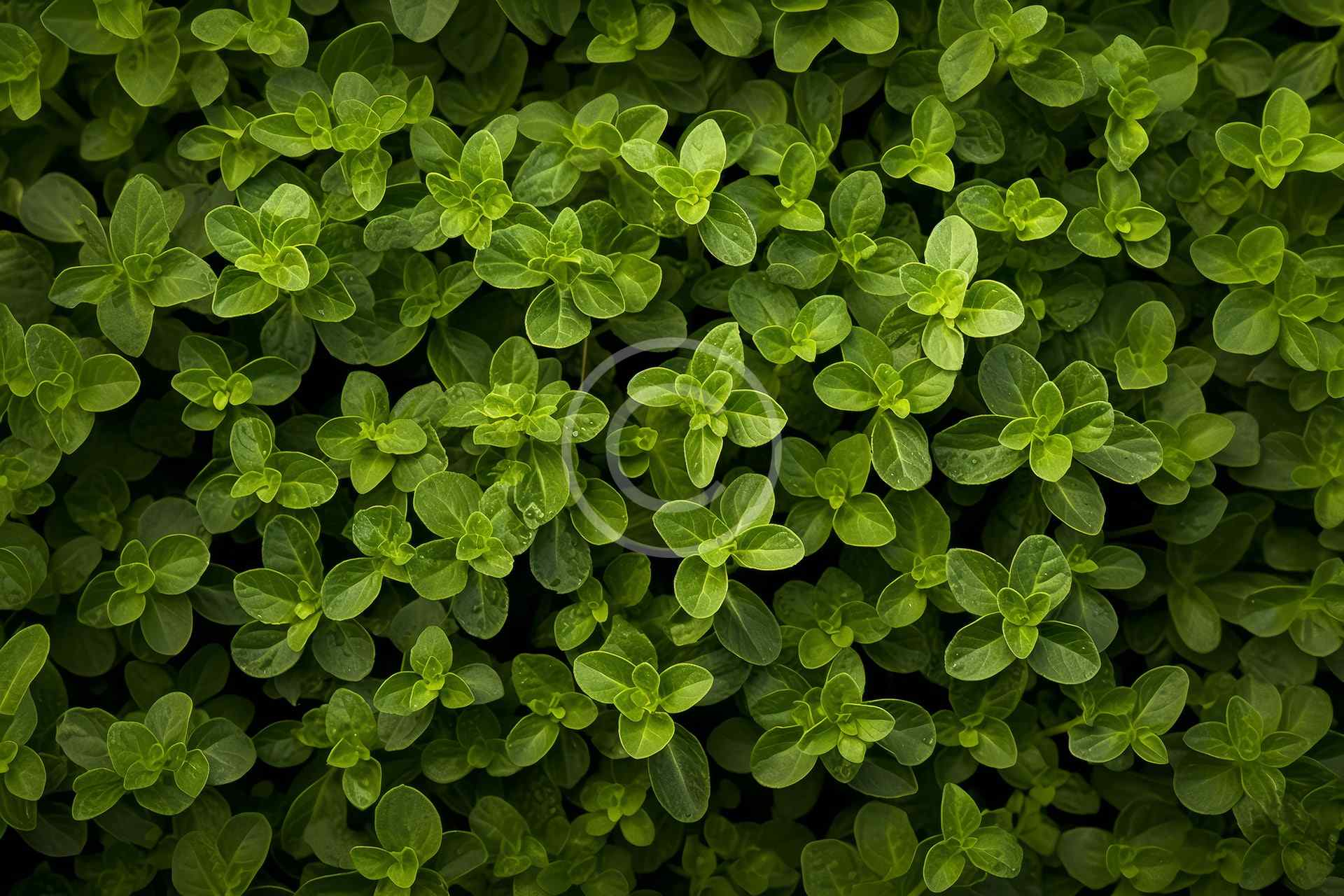 Green fences