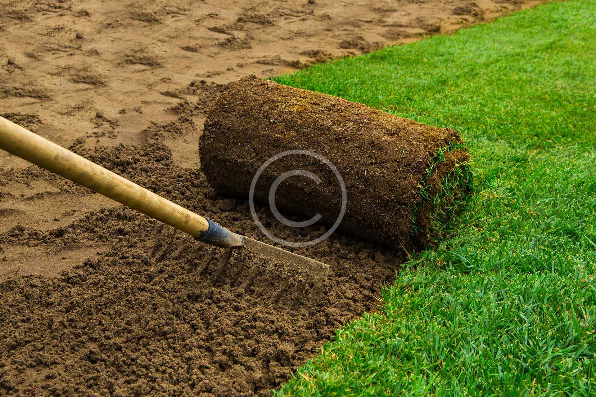 Evergreen grass